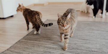 Gardaí investigating deaths of two cats in Kilkenny city