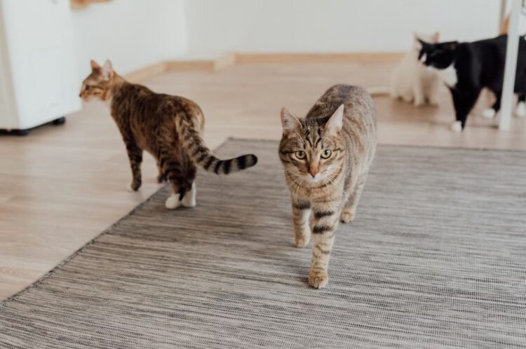 Gardaí investigating deaths of two cats in Kilkenny city