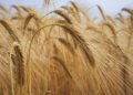 Carlow hotel set to host emergency meeting of malting barley growers from across the region