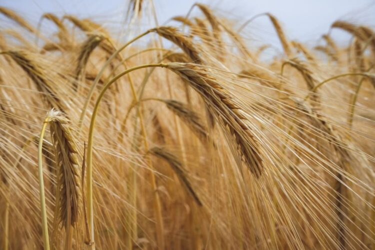Carlow hotel set to host emergency meeting of malting barley growers from across the region