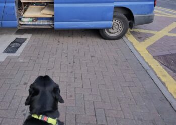 No dog fouling fines issued last year in Carlow or Kilkenny but there were over 200 for parking on footpaths