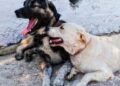 “There’s only so much a local authority can do” says Carlow County Council re issue of dog fouling