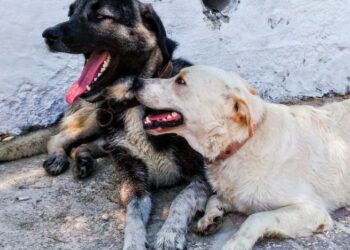“There’s only so much a local authority can do” says Carlow County Council re issue of dog fouling
